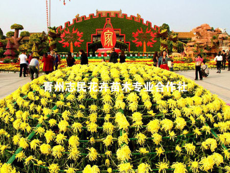 品种菊花