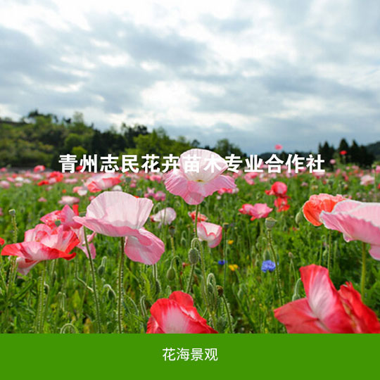 图片01