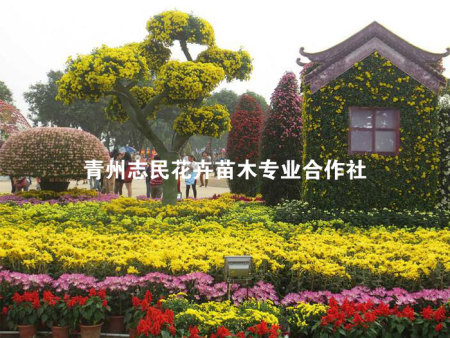 品种菊花