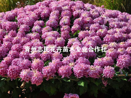 品种菊花