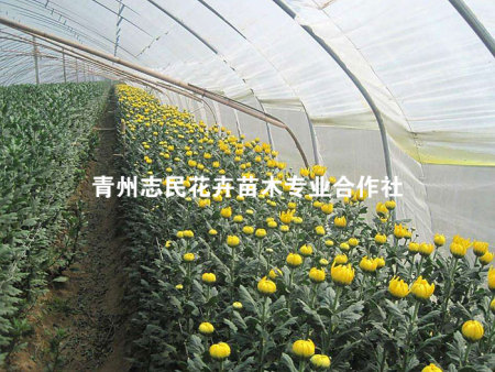 品种菊花