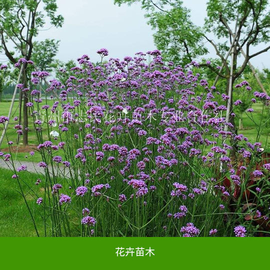 图片01