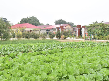 菜园实景