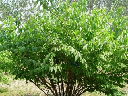 金银花