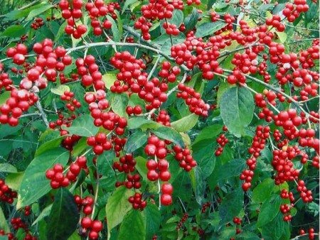 ZN}[E0}C1KY{X9Z0E1FU(71