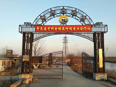 金银花苗|金银木|彩色金银花|金银花盆景-平邑中科金银花种植合作社