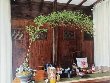 盆栽竹子