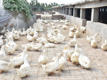 种鸭养殖