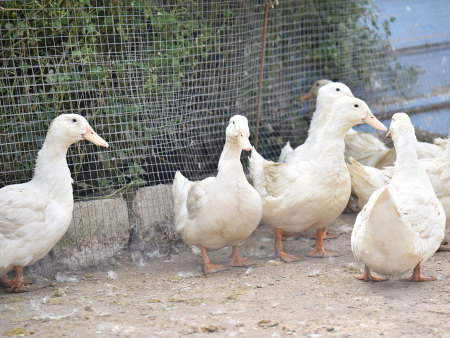种鸭养殖