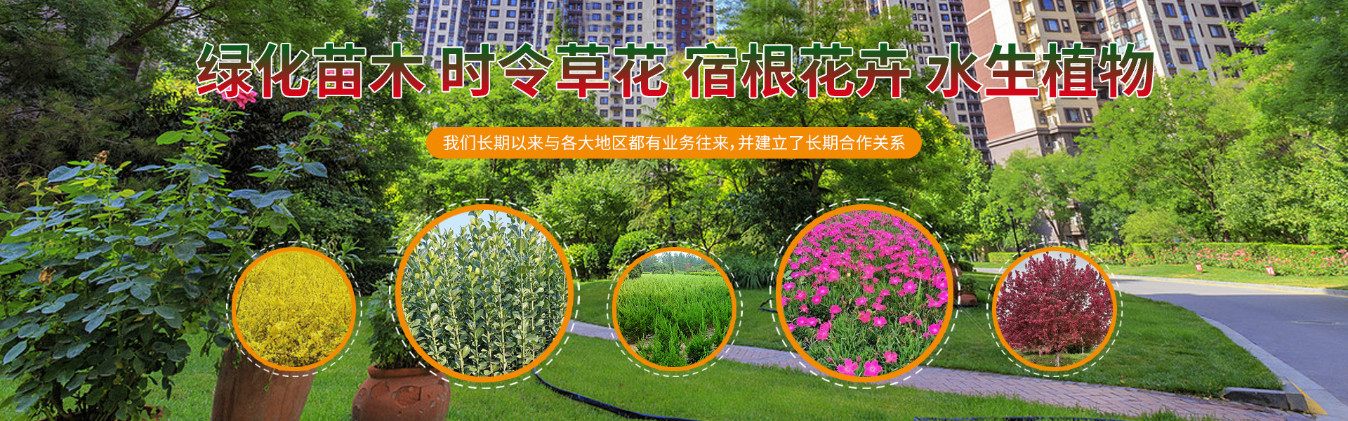 青州枫景花卉苗木有限公司