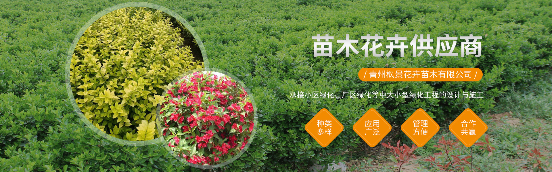 青州枫景花卉苗木有限公司