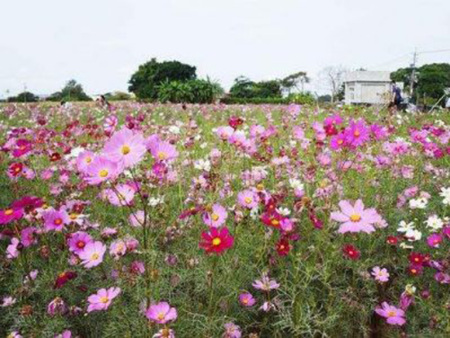 波斯菊花海