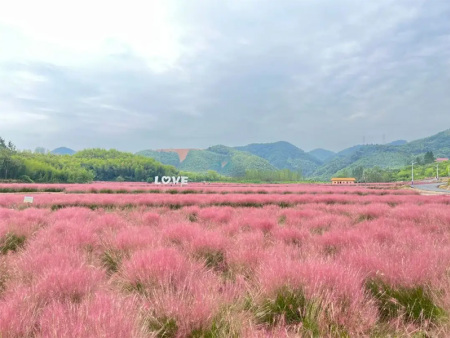 粉黛乱子草花海
