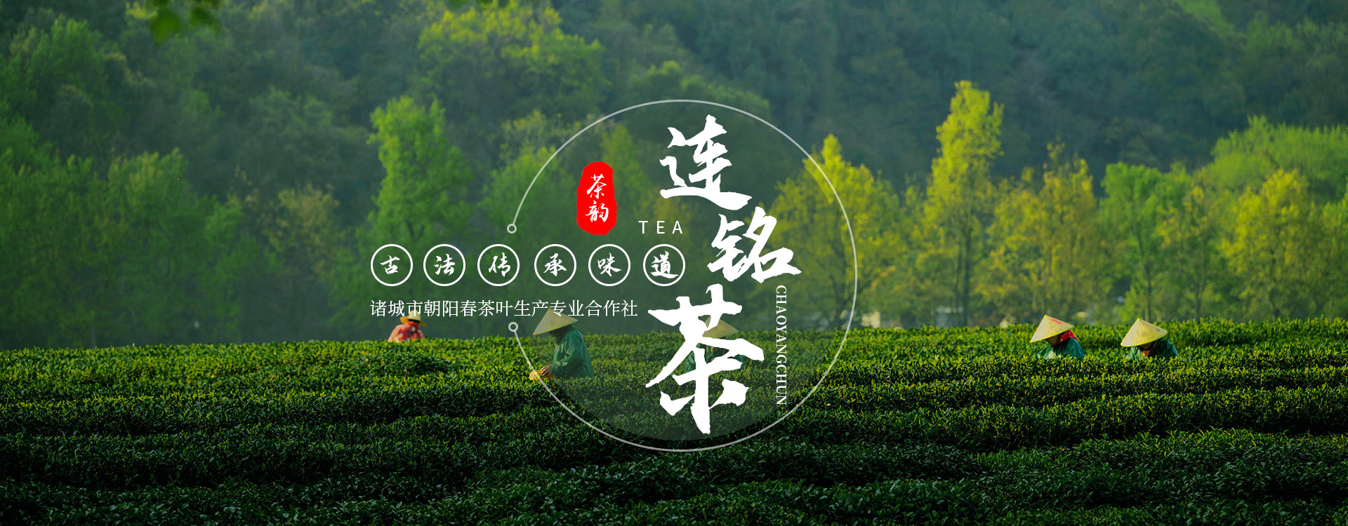 诸城市朝阳春茶叶生产专业合作社-专注朝阳春茶叶和手工炒制茶叶的茶叶 