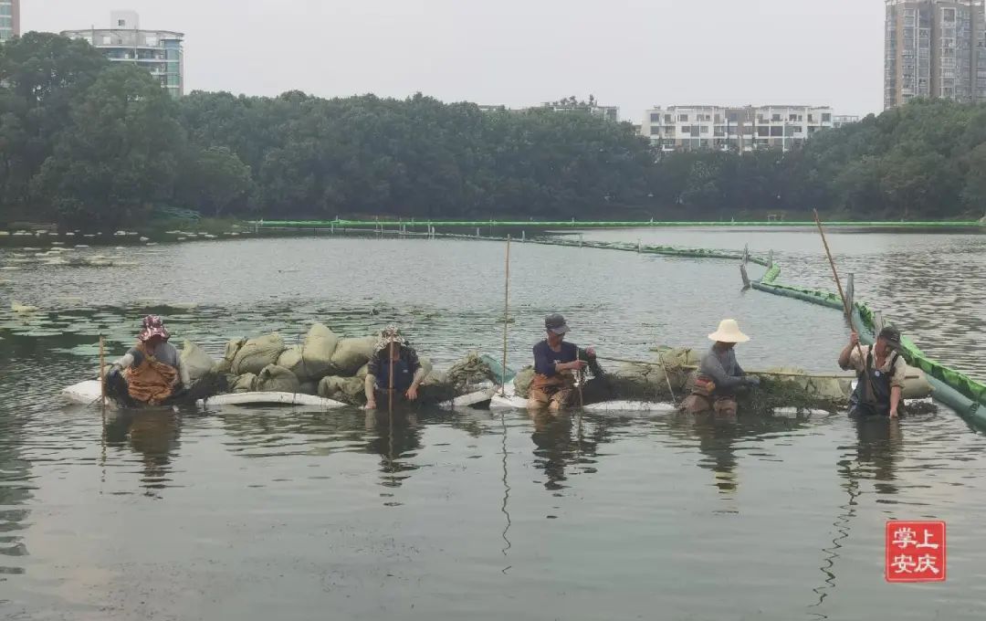 沉水植物當起河湖“清潔工”