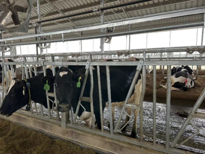 山东德米特尔数据科技有限公司-智慧牛舍和智能喷淋以及水肥一体化、农业云计算平台、AI人工智能、无土栽培