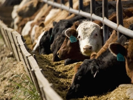 润兴生物科技张北有限公司告诉您：怎么去养牛养羊？应该注意什么？