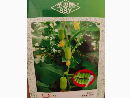 黄瓜种子