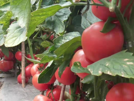 如何挑选西红柿种苗？