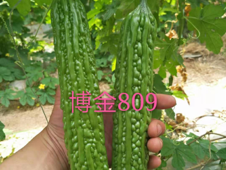 苦瓜