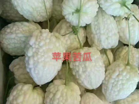苦瓜