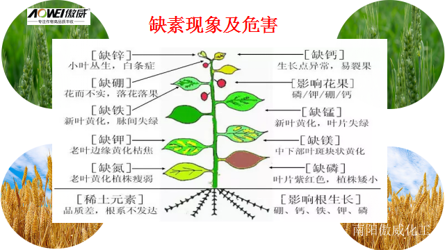 小麥要高產(chǎn)，就用傲威小麥增產(chǎn)方案