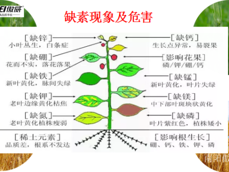 小麦要高产，就用傲威小麦增产方案