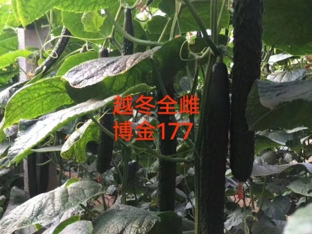 博金177