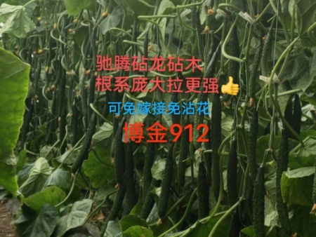 博金912