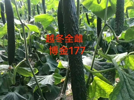 博金177