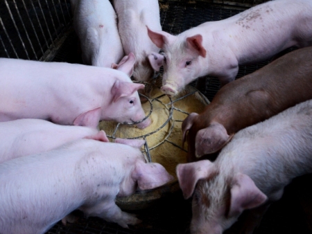 辨别猪饲料好坏的方式有哪些？