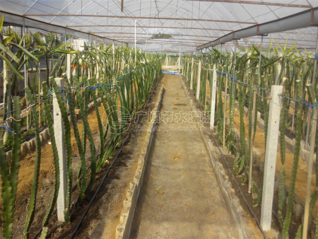 广西农业双滴灌技术 末端流量计算 设计安装灌溉效果好