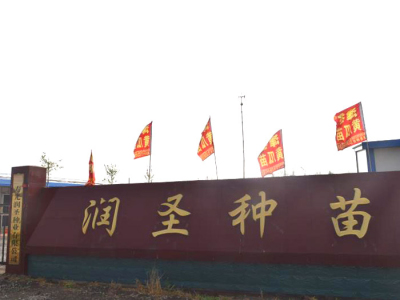 寿光润圣种苗有限公司——供应各种蔬菜种苗公司