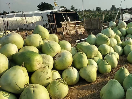 干瓢是什么葫蘆做的