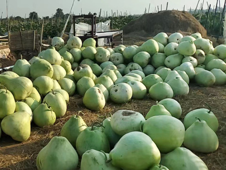 干瓢種植的注意事項