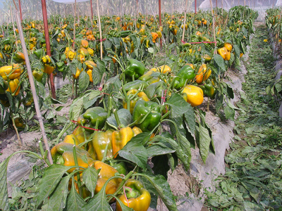 甜椒和大红番茄及尖椒种子的经营推广站-寿光市圣日蔬菜良种推广站