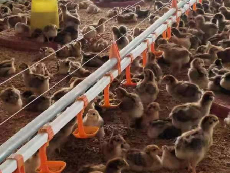 Poultry equipment 