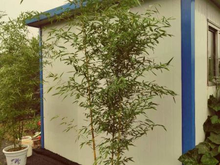 金镶玉竹