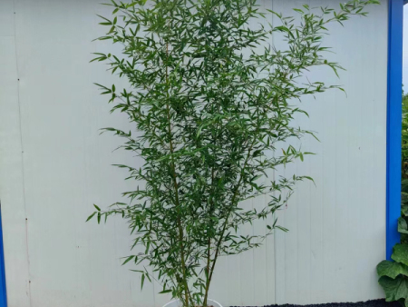盆栽竹子的养殖方法