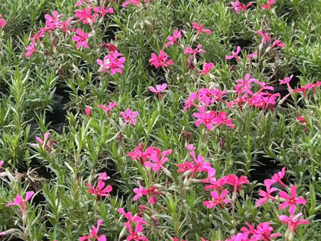 宿根花卉的栽培管理