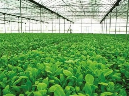 叶面肥的作用，保花保果保春耕