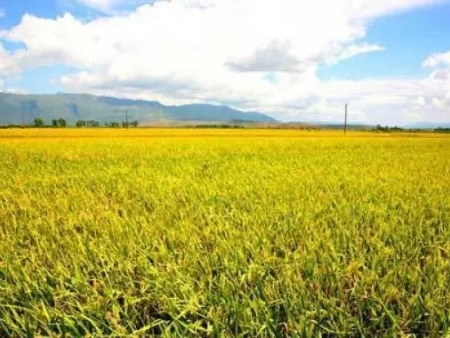 有机肥的优点及选择、使用方法