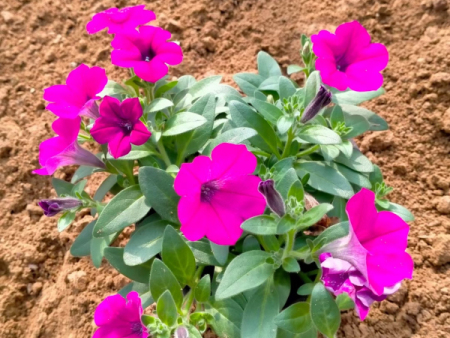 牵牛花