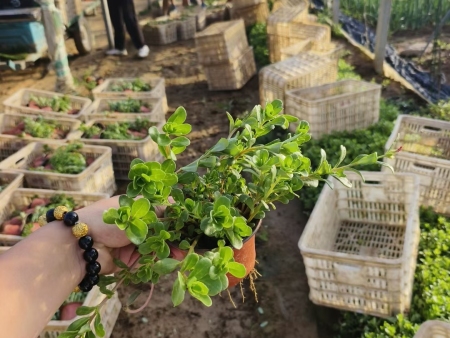 宿根花卉种植基地之宿根花卉如何防寒越冬？