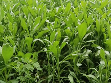 2025年河南省绿色食品宣传月暨产销对接活动