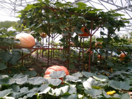 土壤栽培