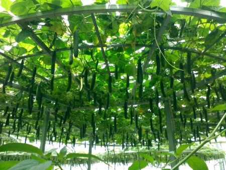蔬菜树式栽培