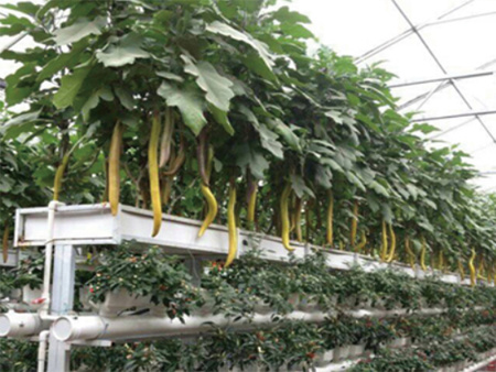 漏斗式基质栽培