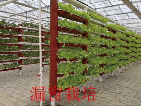 漏窗栽培