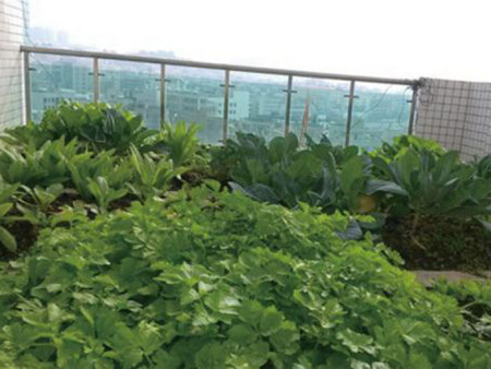 楼顶花园